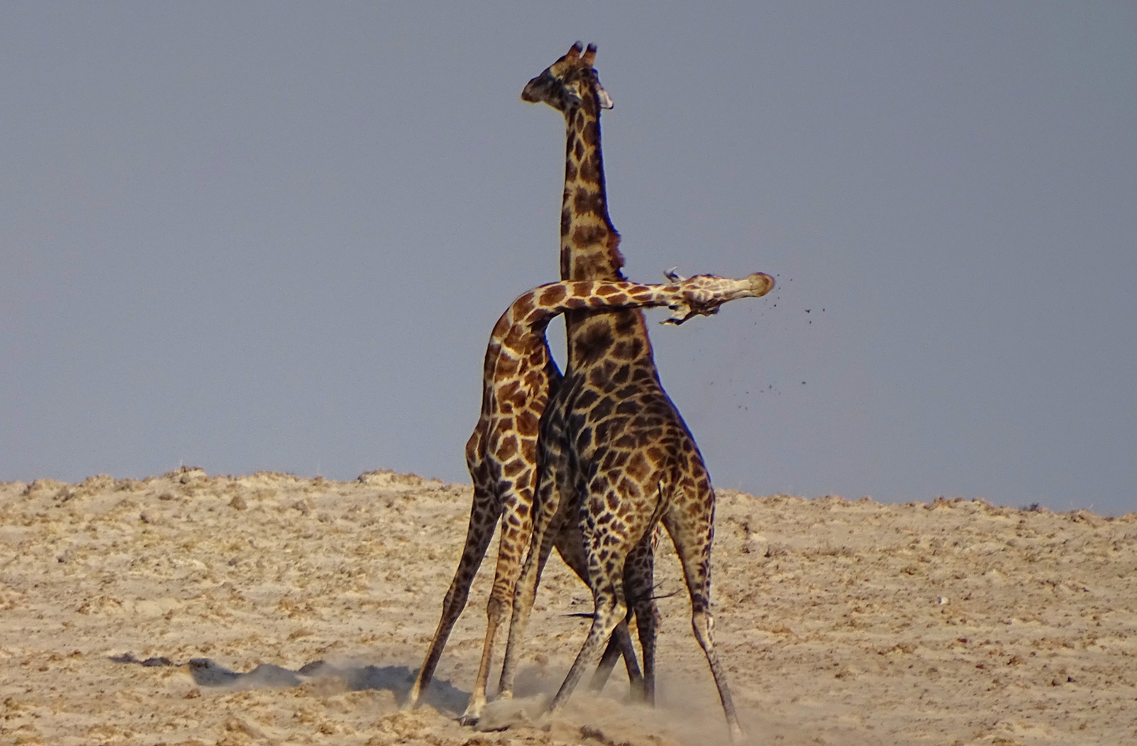 Жираф длинношеее животное
